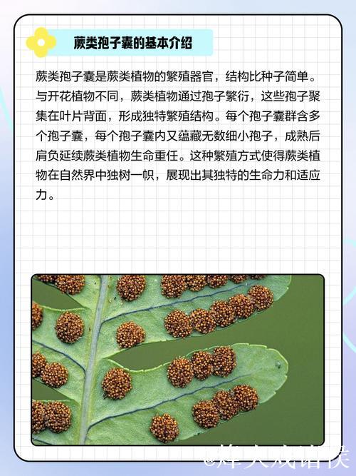 国产青青草：探索中国特色绿色植物的奥秘